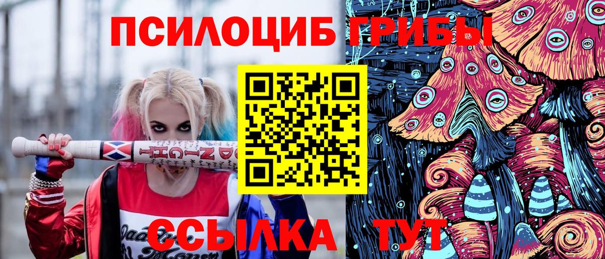 Псилоцибиновые грибы Psilocybe Вязники